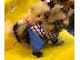 PoulaTo: Dos cachorros de pomerania